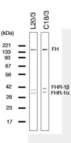 Complement Factor H Mouse anti-Human, Clone: C18/3, Novus Biologicals:Anticuerpos:Anticuerpos